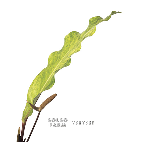 バテレ / マクランサス (American Pale Ale) 500ml缶 [VERTERE / Macranthos #1]